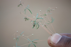 Mollugo cerviana var. spathulifolia